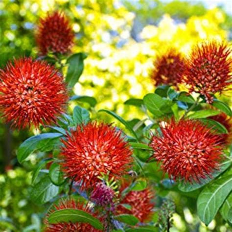 new Rare Combretum constrictum red ball flowers live plant ...