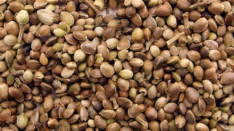 What Do Weed Seeds Look Like? A Guide to Their Appearance | The Seed Pharm
