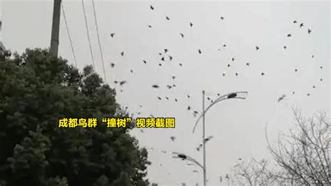 地震前兆？网传南京高速段上发现大量飞鸟聚集，当地回应：鸟迁徙_腾讯新闻