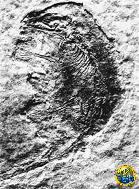 河南发现保存完好直观生动巨大恐龙化石(组图)-河南收藏网
