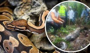 Image result for Python Swallowed a Human