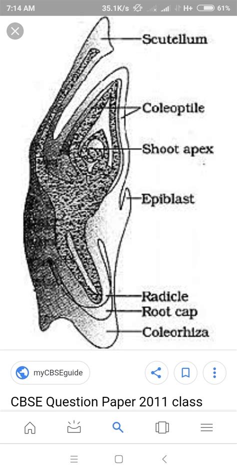 Draw a labelled diagram of L.S. of an embryo of grass (any six labels ...