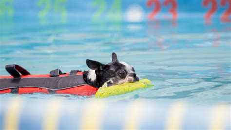 Image result for Dog Diving Platform