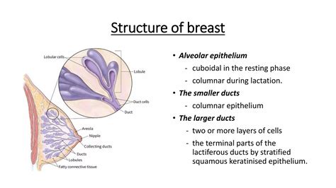 Breast Anatomy Atlas: Breast Blood Supply Chart – AGAY
