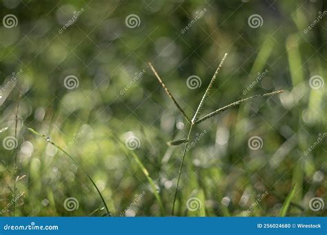 Natural Plants and Green Foliage Stock Photo - Image of environment ...