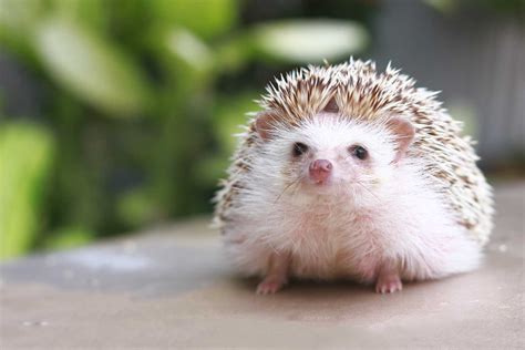 How Much Do Hedgehogs Cost? (2026)