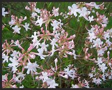 Image result for Sweet Azalea American Beauties Native Plants