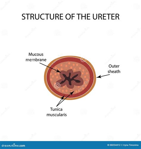 Structure Of The Ureter. Structure Of The Kidneys. Infographics. Vector Illustration On Isolated ...