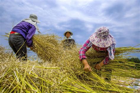田野里农民收割水稻高清图片下载-正版图片501894235-摄图网