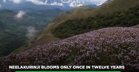 After 12 Years, Neelakurinji Is Blooming, And It Is Time To Pack Your ...