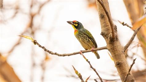 Birding from the balcony: 10 birds you can spot in Pune | Condé Nast ...