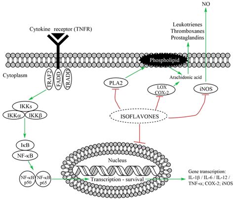 Pleiotropic Effects of Isoflavones in Inflammation and Chronic ...