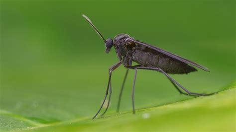 The Gnats We Can’t Escape! | Fungus Gnats in Houseplants - Earth's Ally