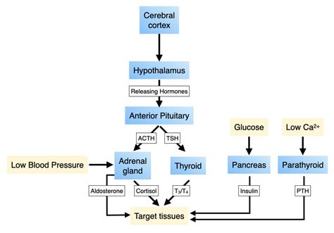 Image result for Endocrine System Flow Chart
