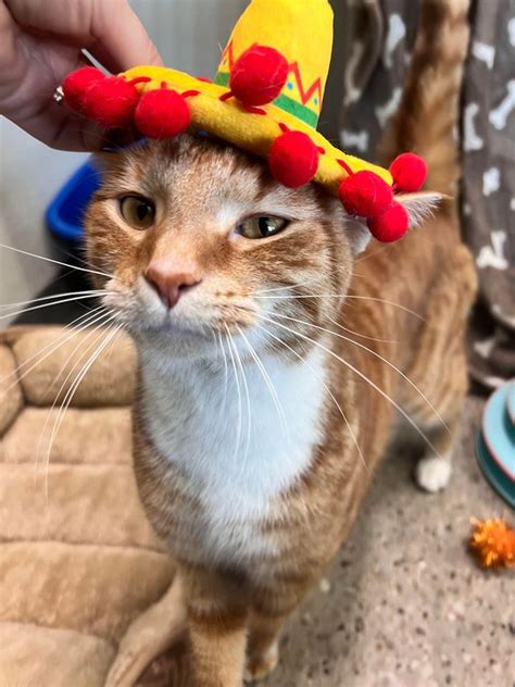 Cinco de Meow , Pet Supplies Plus - Akron, OH, Portage Lakes, 6 May ...