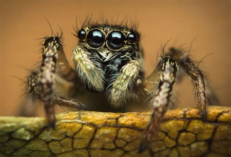 How Many Eyes Does A Tarantula Have 235 Tarantula Eyes Stock Photos,