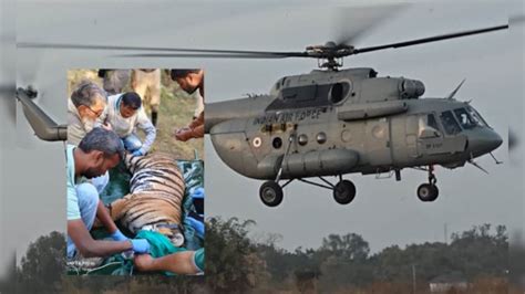 सेना का MI-17 हेलीकॉप्टर, MP से राजस्थान कैसे आई बाघिन? राज्य के पहले ...
