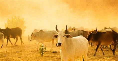 Banned bull chasing festival celebrated in full swing in Tamil Nadu, 2 ...