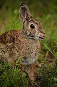 Image result for Wild Rabbits in PA