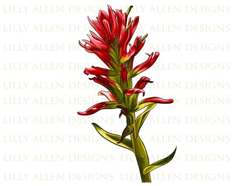 Indian Paintbrush Flower For Sale at Marie Houston blog