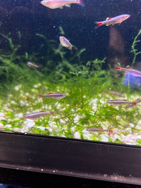 LongFin White Clouds "juv"(mountain minnows) – Tropical Aquarium