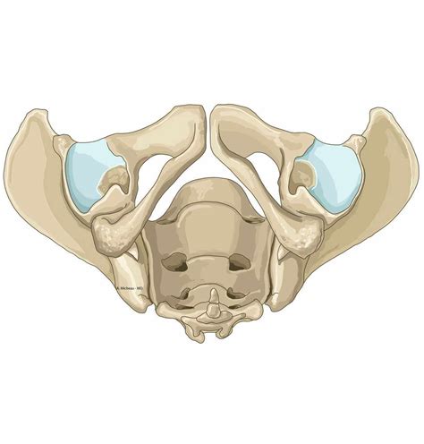 Anterior Pelvic Bone Anatomy