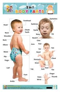 2 IN 1 CHART BODY PARTS AND INTERNAL ORGAN: Buy 2 IN 1 CHART BODY PARTS ...