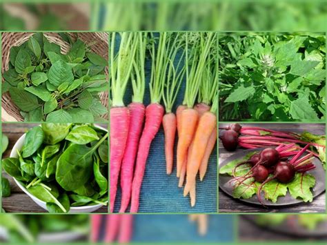 Winter Diet Eat these 5 vegetables in cold season to prevent diseases ...