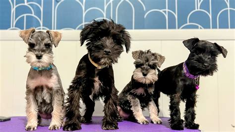 How To Dock Schnauzer Puppy Tails