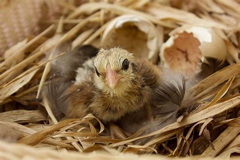 Chick Explodes 的图像结果