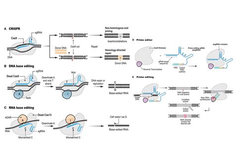 Image result for Prime Editing