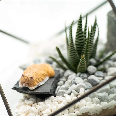 Succulent Bonsai Workshop - Klook India