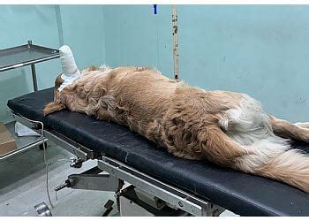 3 Best Veterinary Hospitals in Surat - Expert Recommendations