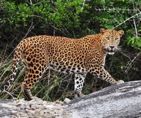 Yala national park safari price