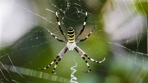 Why Are Spiders Predators And What That Means For You