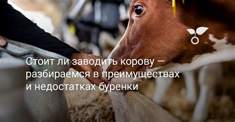 Стоит ли заводить корову — разбираемся в преимуществах и недостатках ...