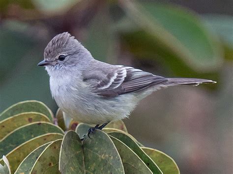Southern Scrub-Flycatcher - eBird