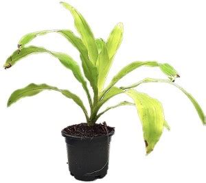 Root Bridges Dracaena Plant Price in India - Buy Root Bridges Dracaena ...