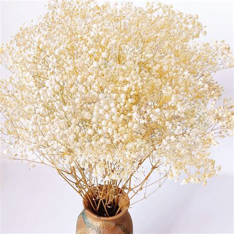 Amazon.com: 17 Inch Dried Flowers Baby's Breath Bouquet - 2000+ Ivory ...