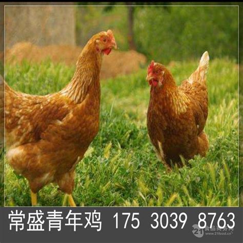 京红青年鸡,京红青年鸡采食量,京红青年鸡料肉比批发价格 河南鹤壁 常盛蛋鸡青年鸡养殖场 鸡-食品商务网