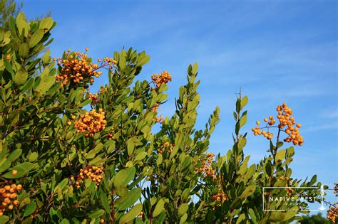 Heteromeles arbutifolia ‘Davis Gold’ (Golden Berry Toyon) — Native West Nursery - California ...