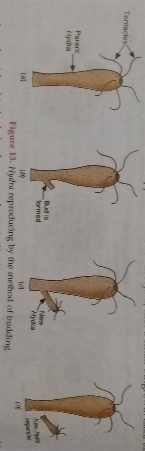 define budding with a neat labelled diagram - Brainly.in