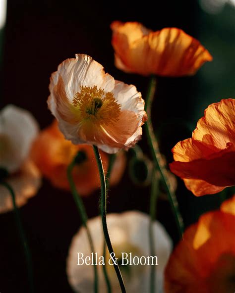 Bella Bloom Onlyfans