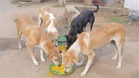 Picnic arranged for street dogs in hooghly : 2023-12-26 | Aajkaal ...