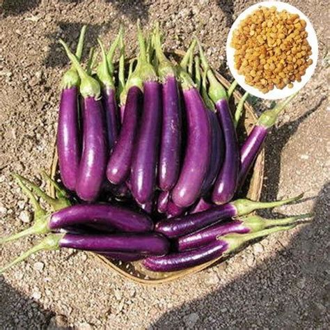 Manufacturer of F-1 Hybrid Chilli Seeds & Hybrid Watermelon Seeds by ...