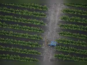 inflation rate: US wholesale prices return to growth in June - The ...