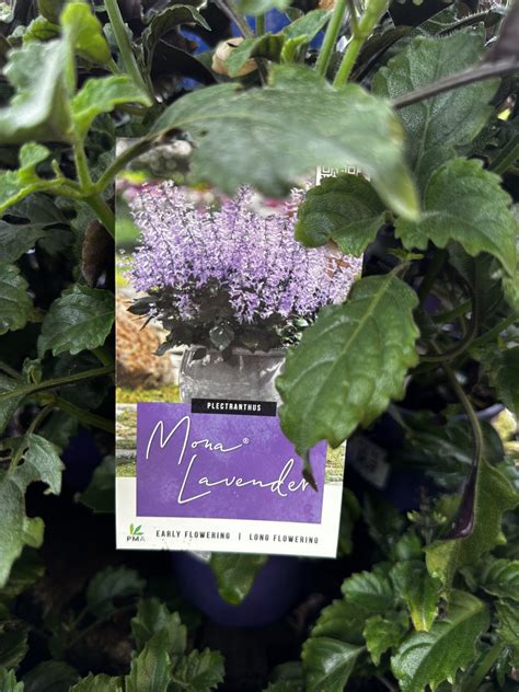 Mona Lavender - Plectranthus - Guildford Garden Centre