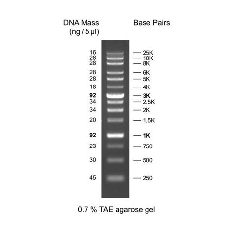 XLarge DNA Ladder | Molecular Biology Products | Universal Biotechnology