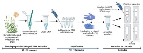 Validation of a Rapid, CRISPR-Cas-Free RPA-PCRD Strip Assay for On-Site ...