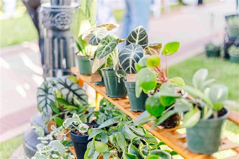 April 19th Market & PLANT SALE, 307 Bolivar St, Sanger, TX 76266-8960 ...